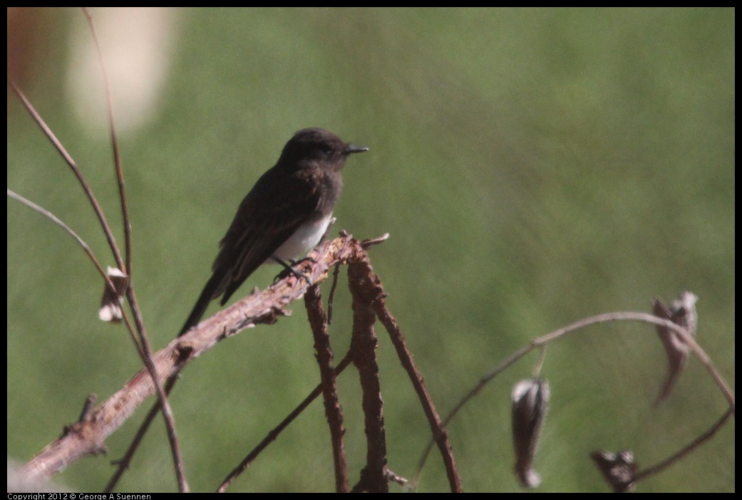 0708-160644-02.jpg - Black Phoebe