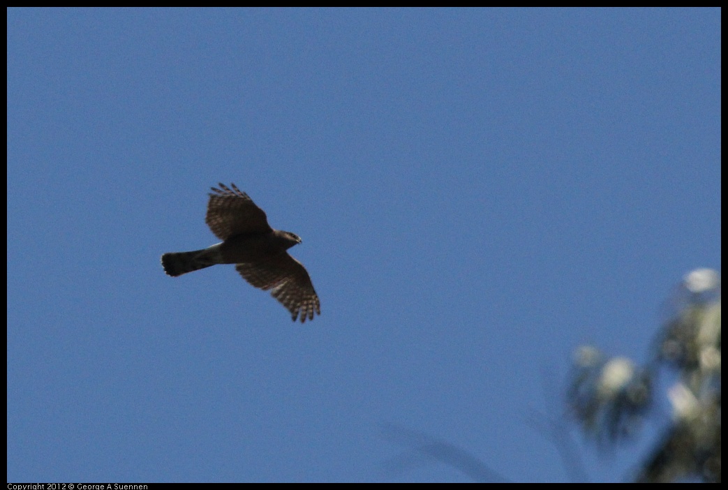 0708-160959-02.jpg - Sharp-shinned Hawk