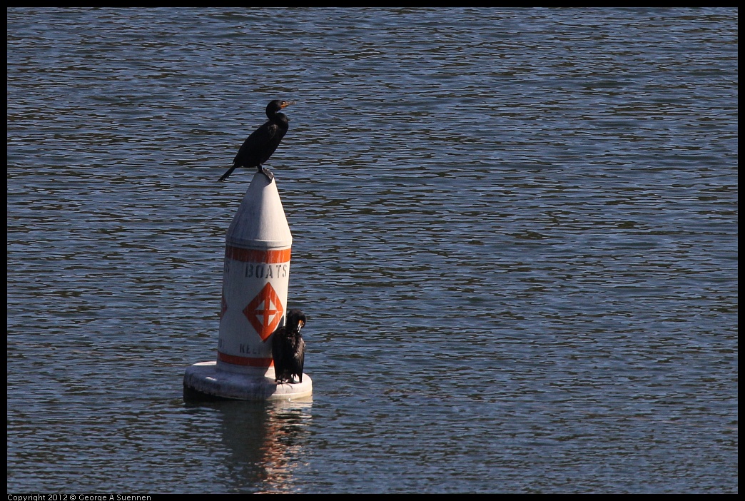 0708-163210-02.jpg - Double-crested Cormorants