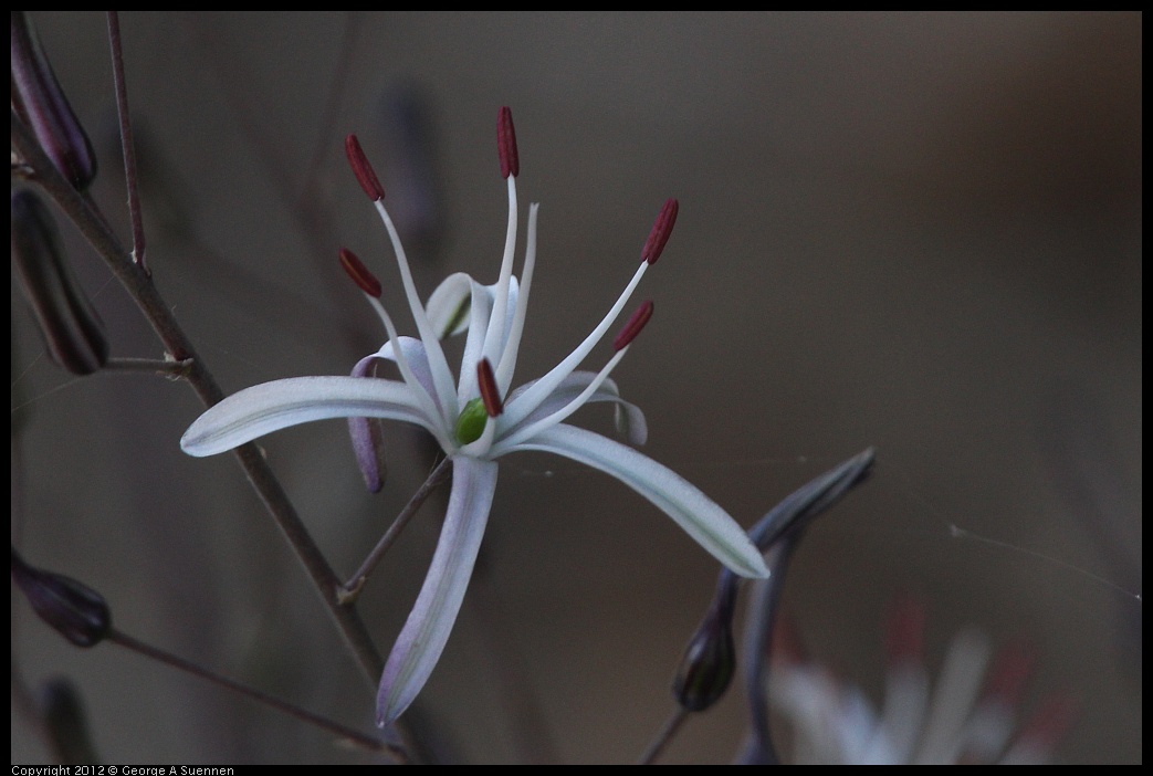 0708-164203-02.jpg - Wildflower