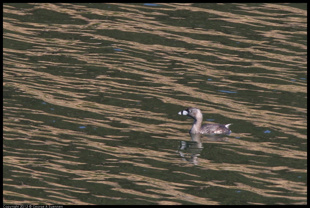 0708-165025-01.jpg - Pied-billed Grebe