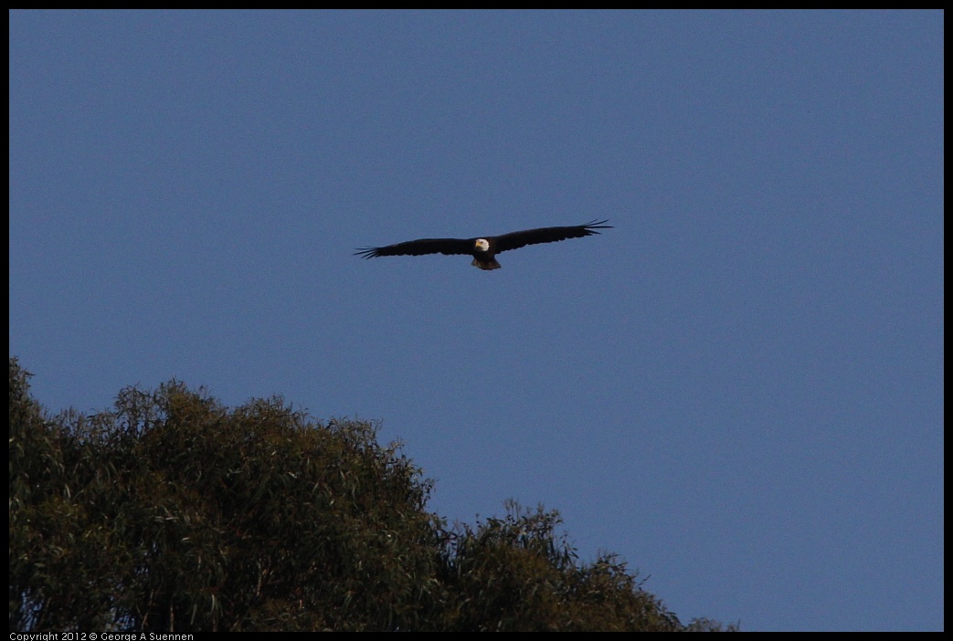 0708-171135-01.jpg - Bald Eagle