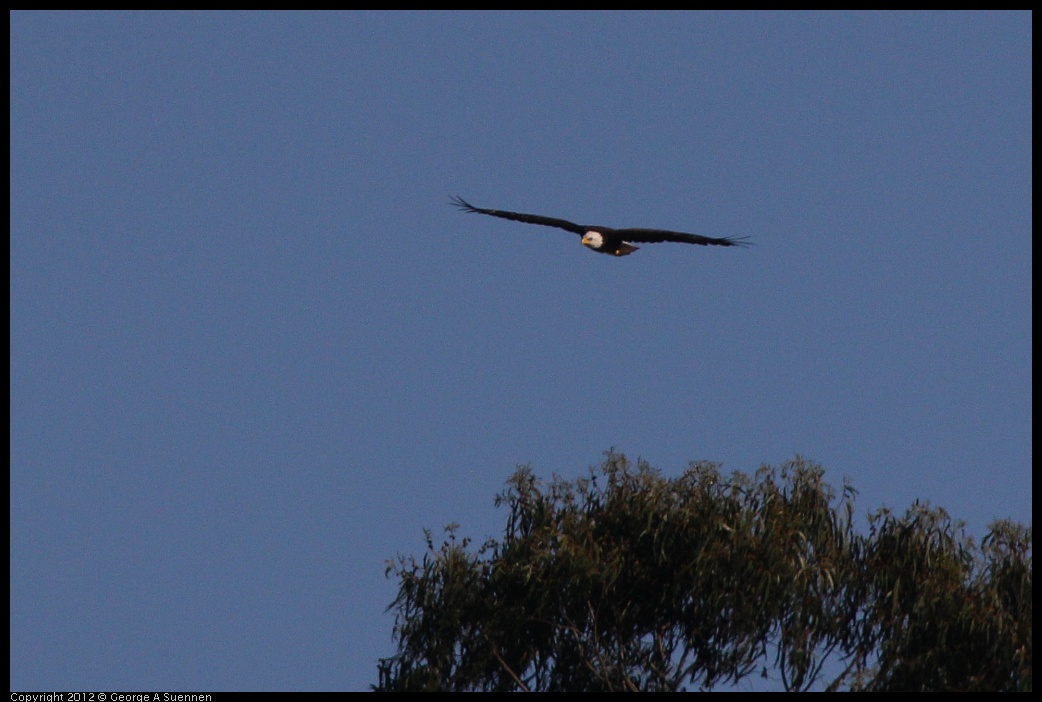 0708-171138-04.jpg - Bald Eagle