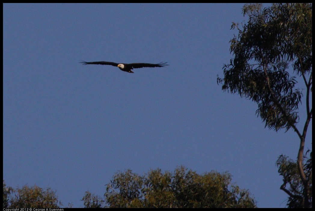 0708-171153-02.jpg - Bald Eagle