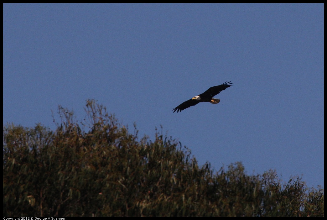 0708-171156-01.jpg - Bald Eagle