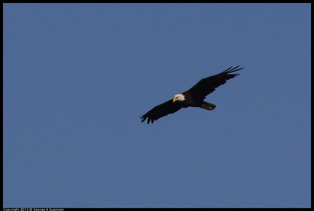 0708-171211-06.jpg - Bald Eagle