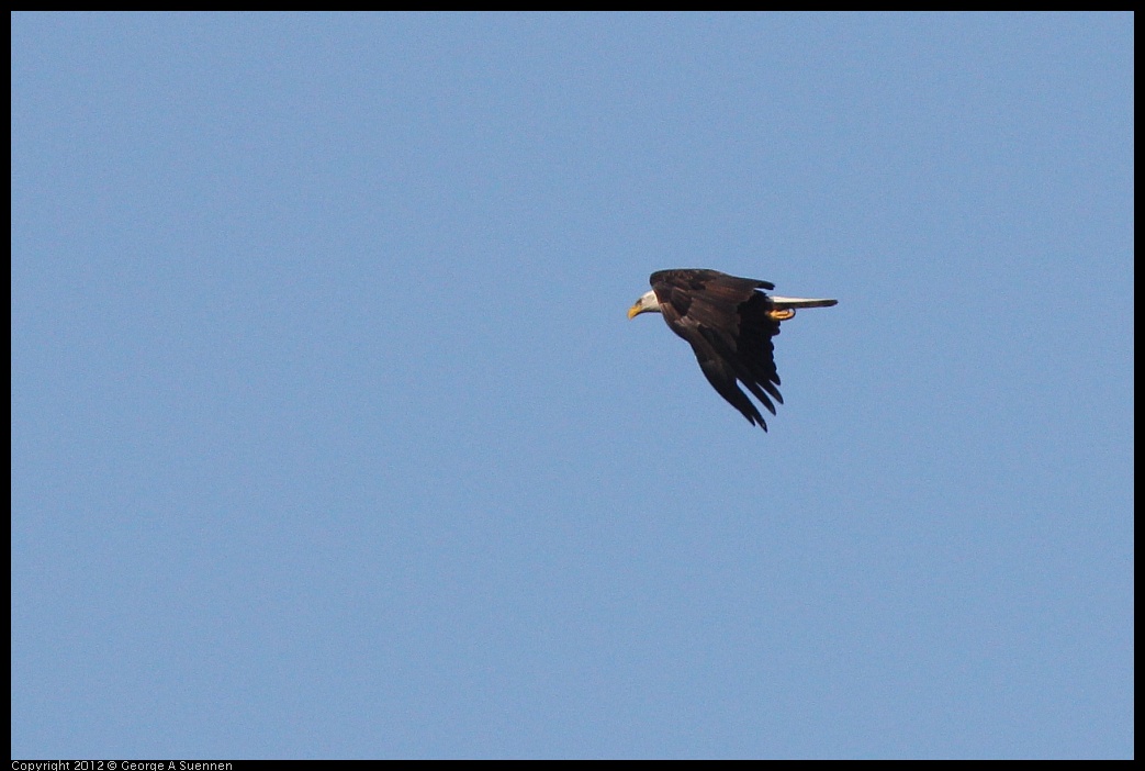 0708-171217-01.jpg - Bald Eagle