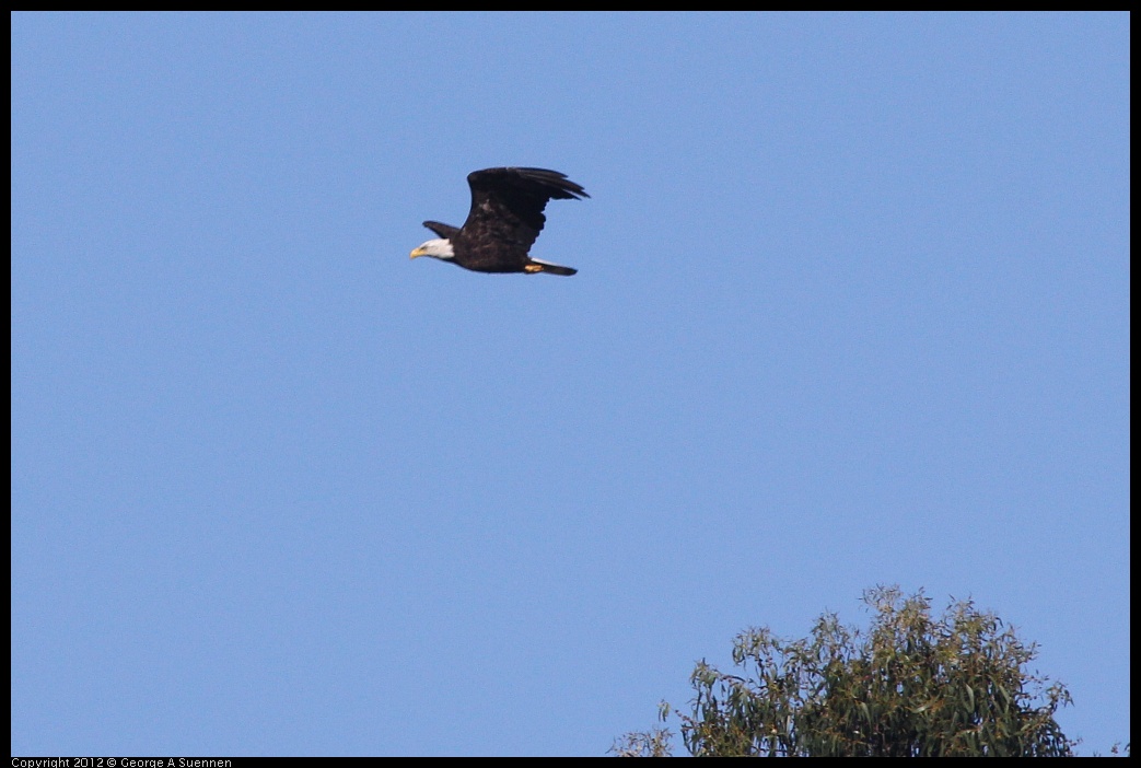 0708-171222-03.jpg - Bald Eagle