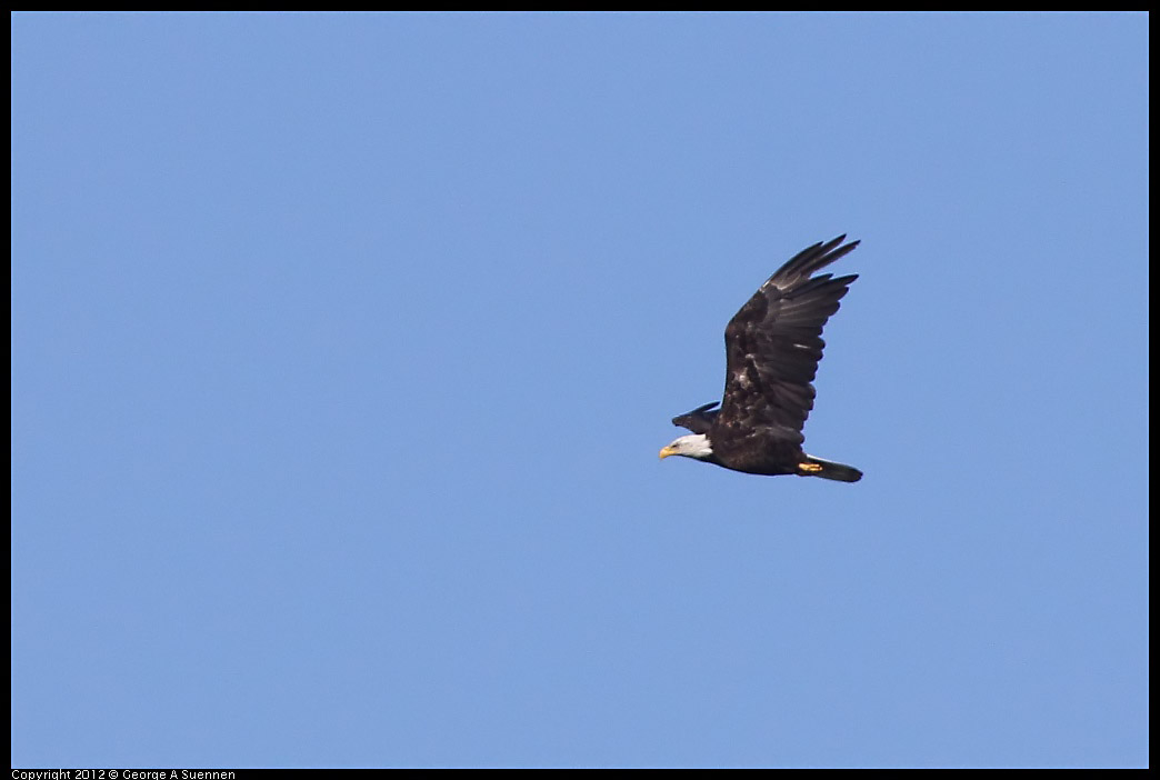 0708-171222-05.jpg - Bald Eagle