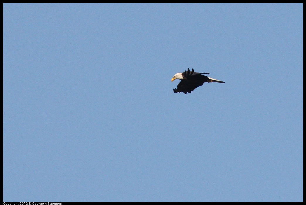 0708-171224-04.jpg - Bald Eagle