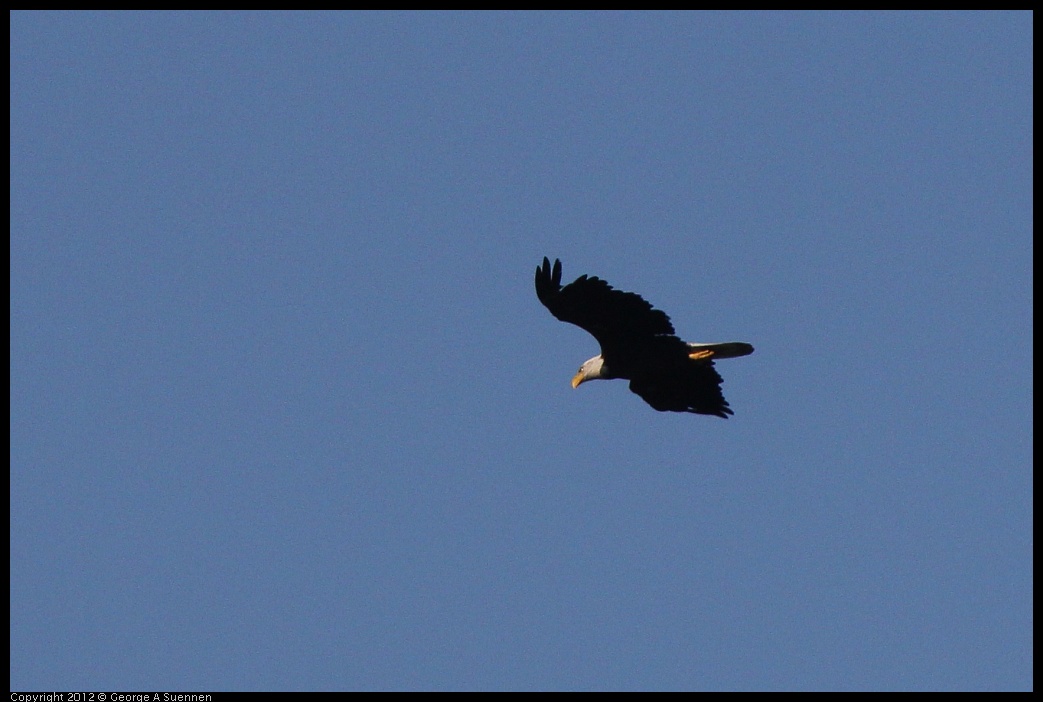 0708-171228-02.jpg - Bald Eagle