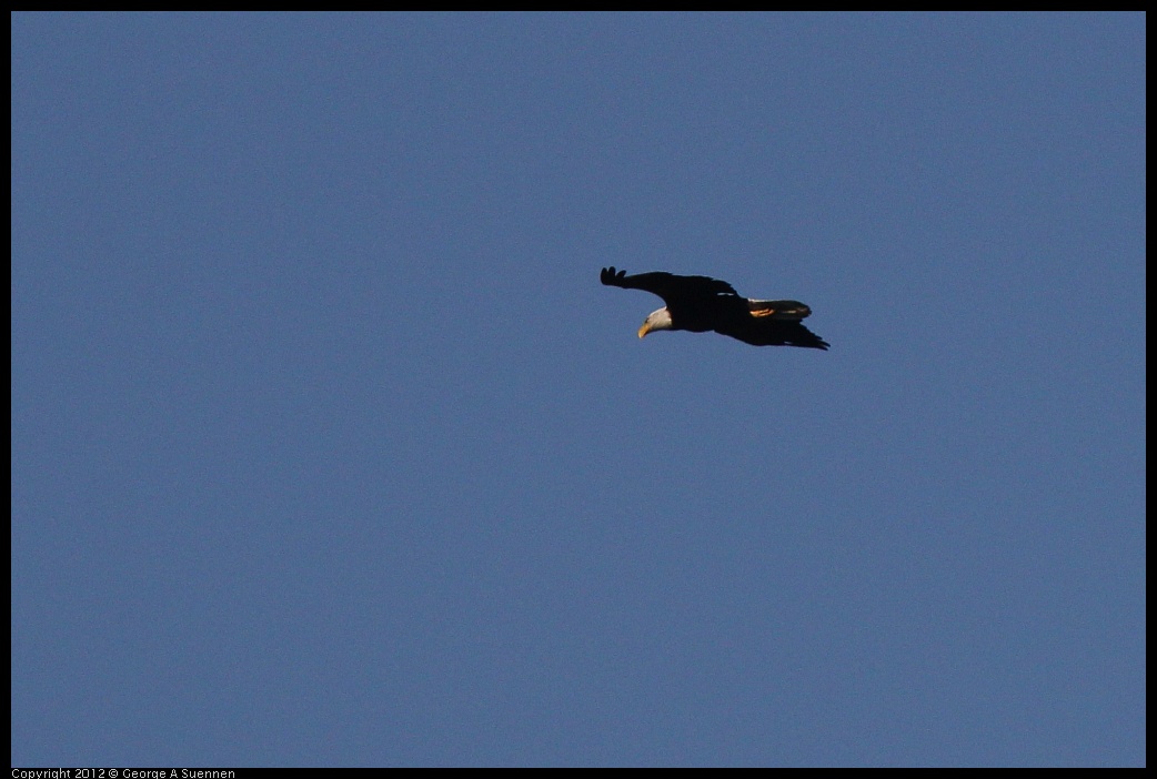 0708-171228-03.jpg - Bald Eagle