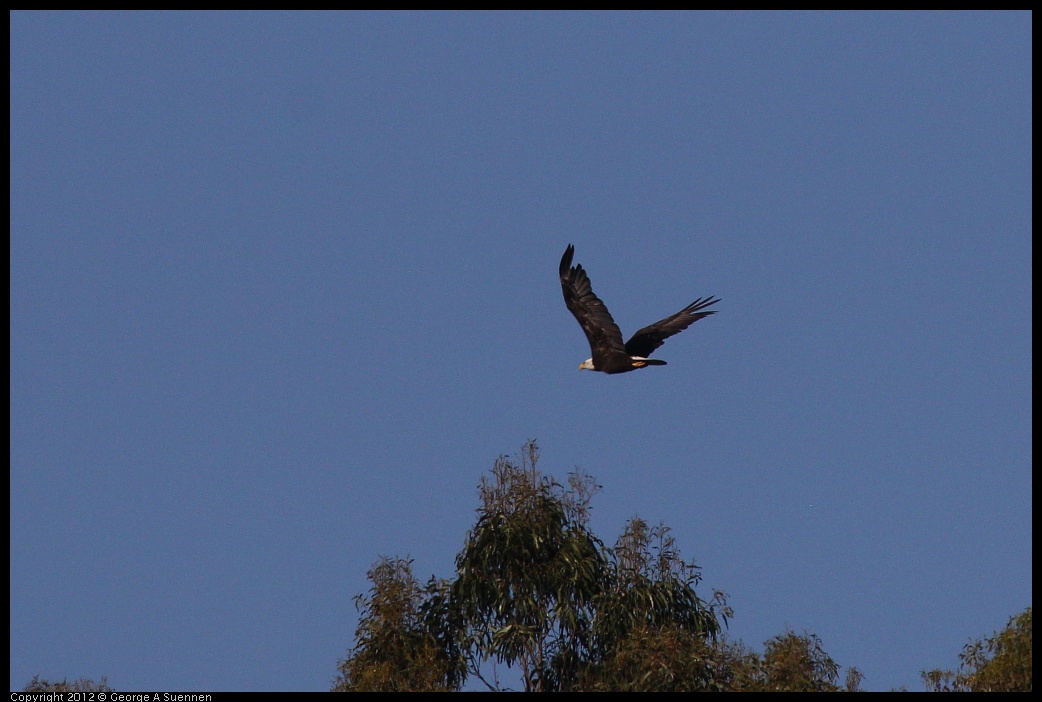 0708-171235-02.jpg - Bald Eagle