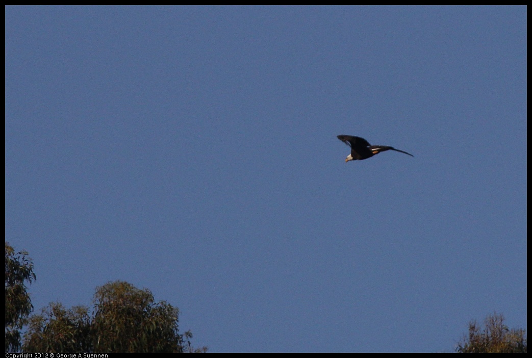 0708-171240-01.jpg - Bald Eagle