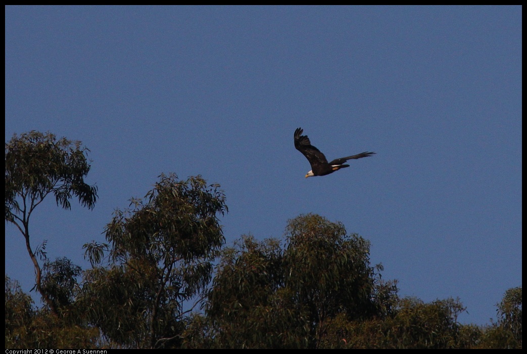 0708-171240-03.jpg - Bald Eagle