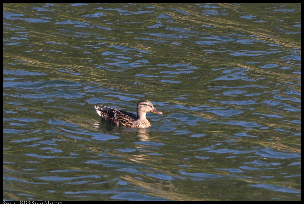 0708-171423-02.jpg - Mallard