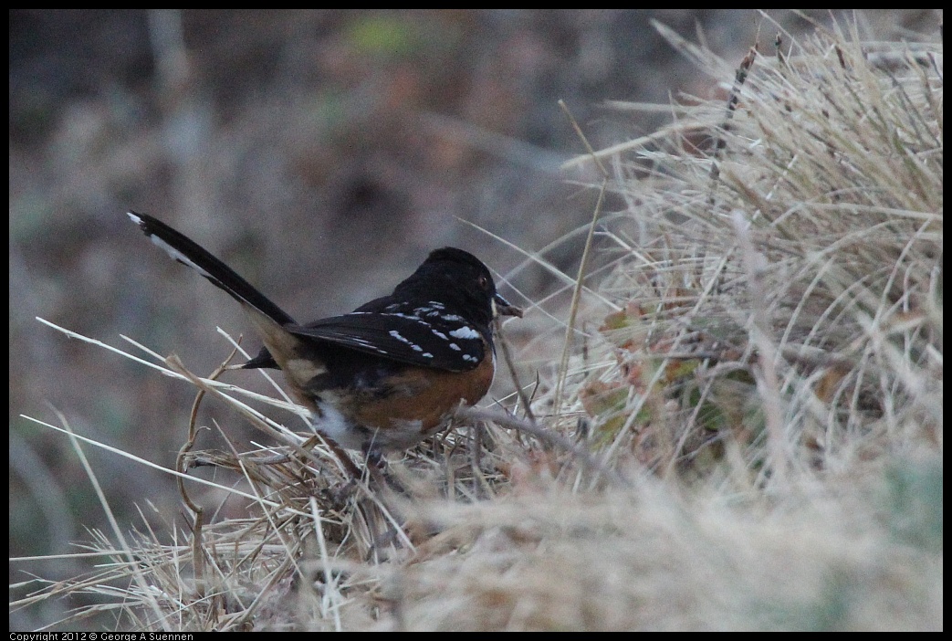 0708-172708-02.jpg - Spotted Towhee