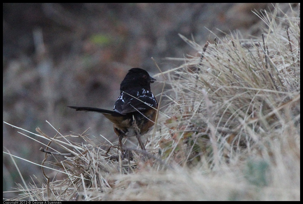 0708-172713-01.jpg - Spotted Towhee