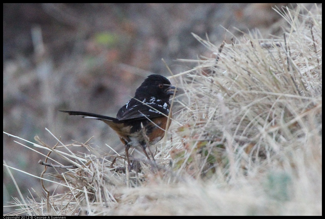 0708-172714-01.jpg - Spotted Towhee