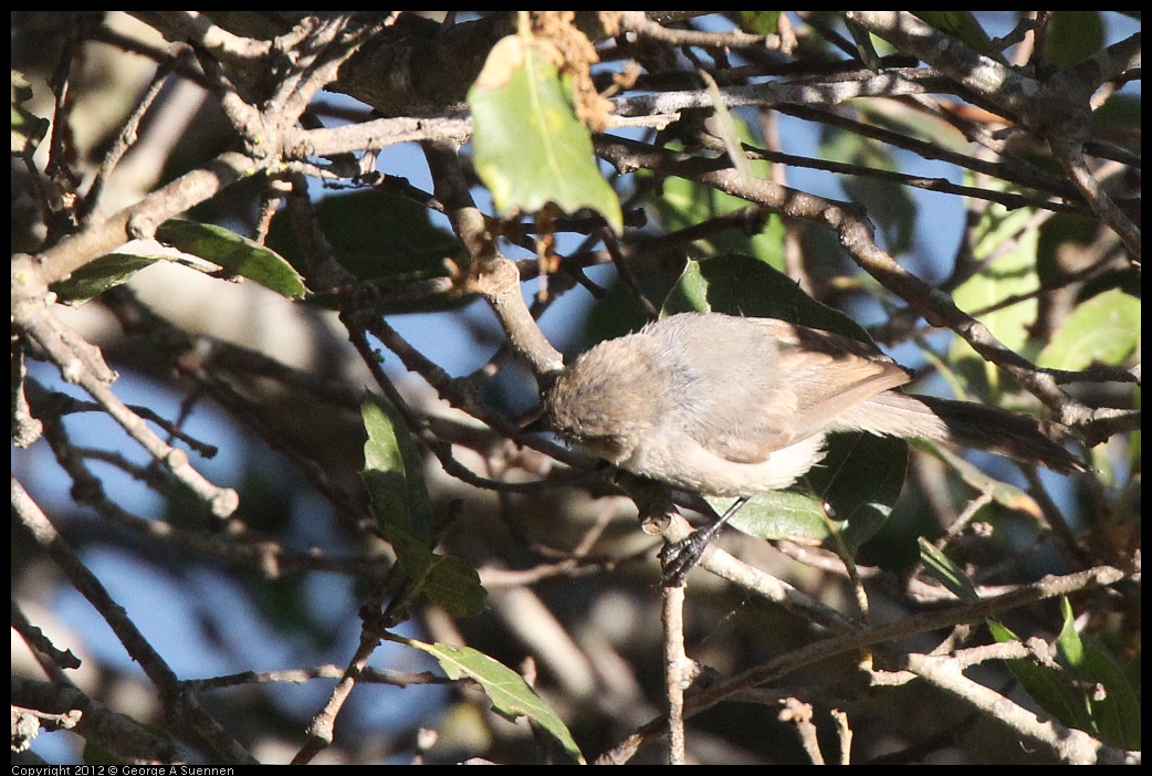 0708-173432-03.jpg - Bushtit