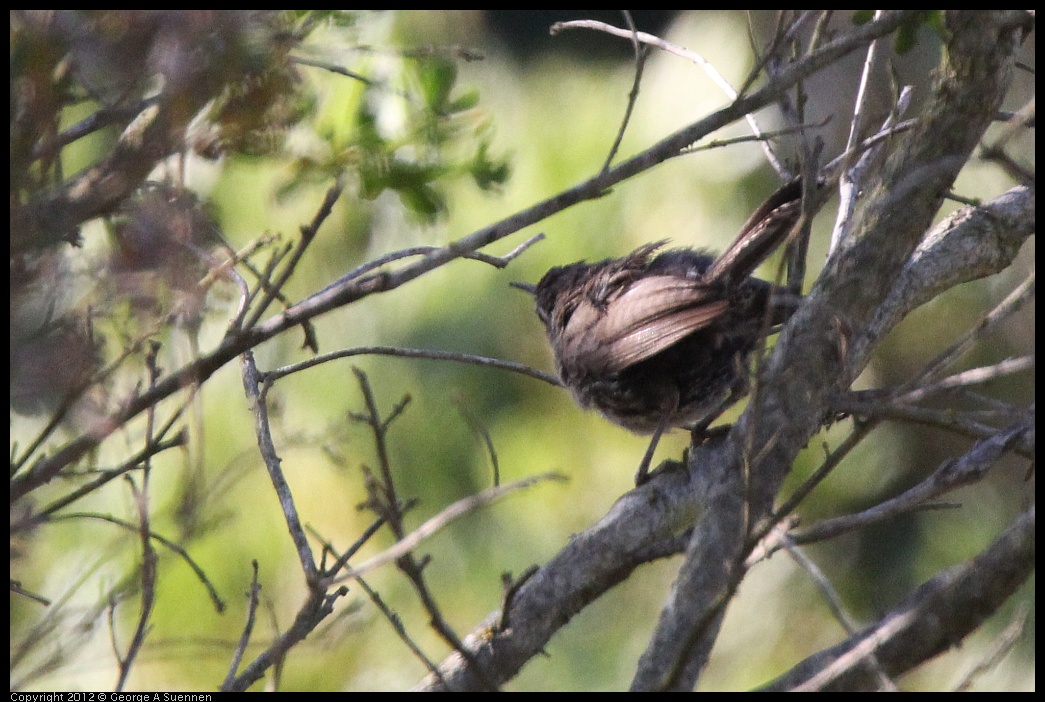 0708-173622-03.jpg - Bewick's Wren