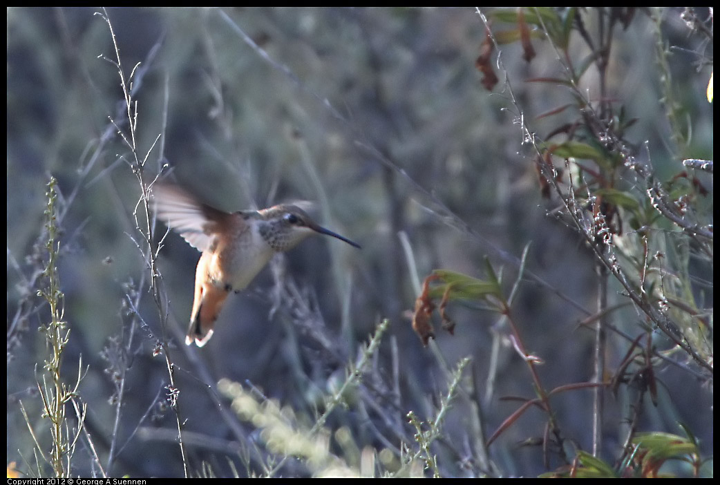 0708-173734-02.jpg - Allen's Hummingbird