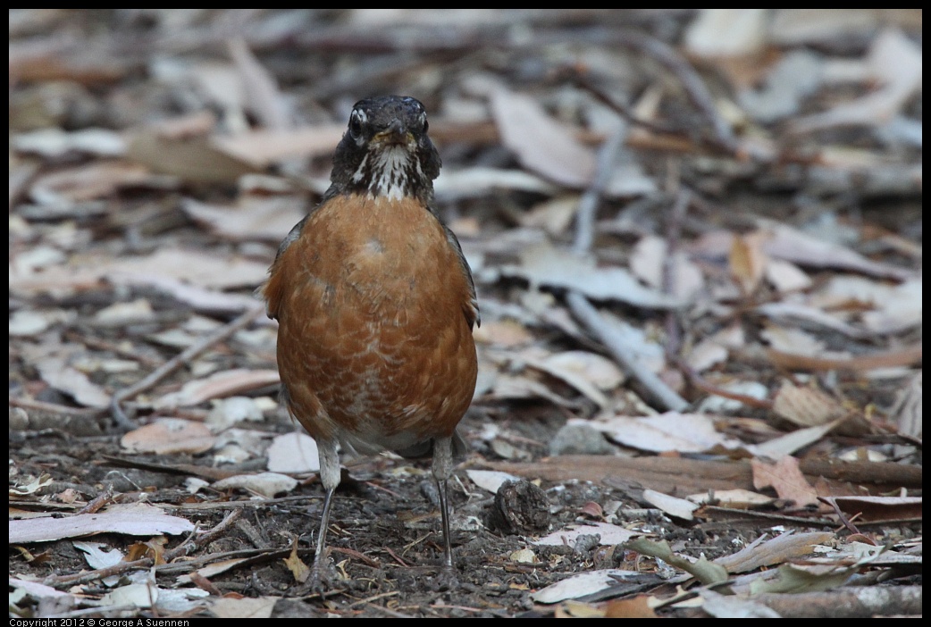 0708-180325-02.jpg - American Robin