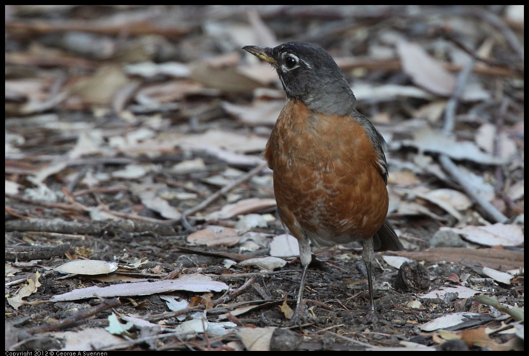 0708-180328-02.jpg - American Robin