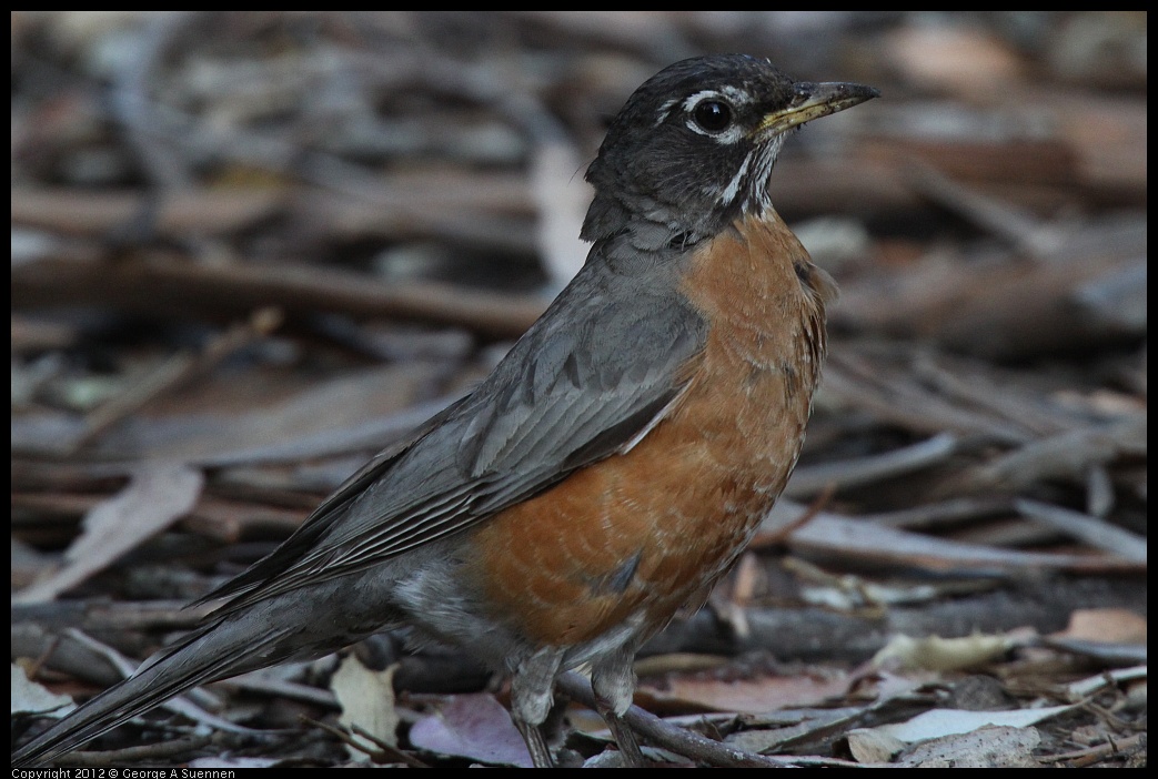 0708-180350-01.jpg - American Robin