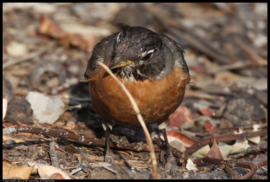 0708-180458-01.jpg - American Robin