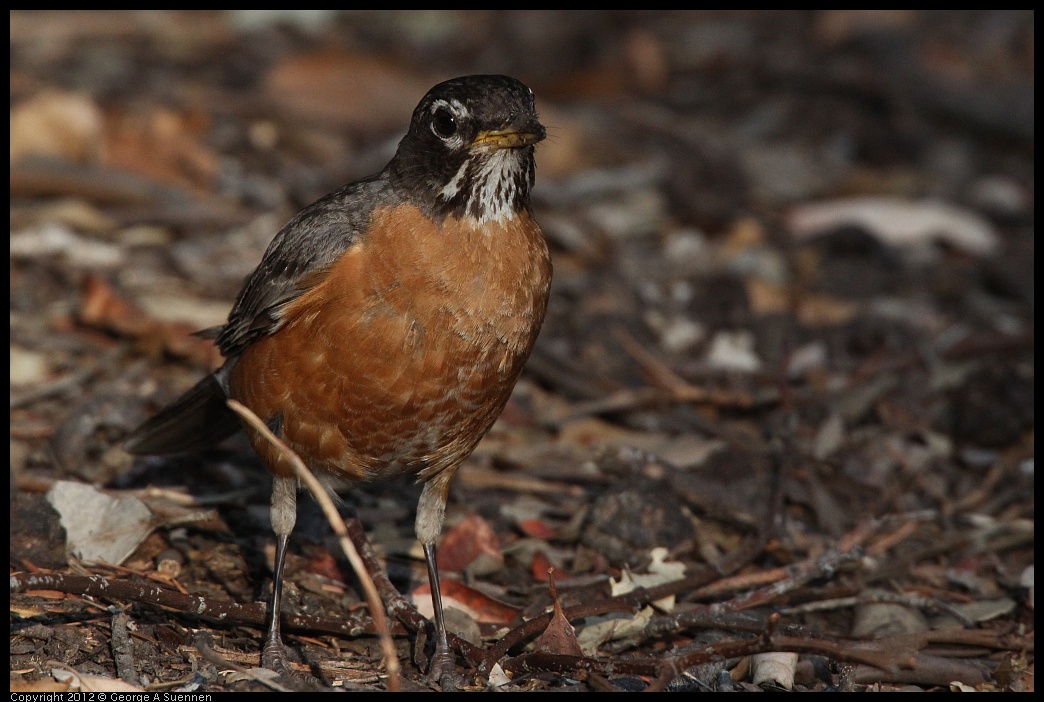 0708-180500-01.jpg - American Robin