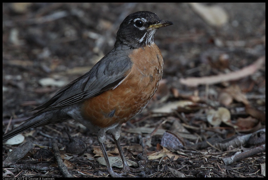 0708-180505-01.jpg - American Robin