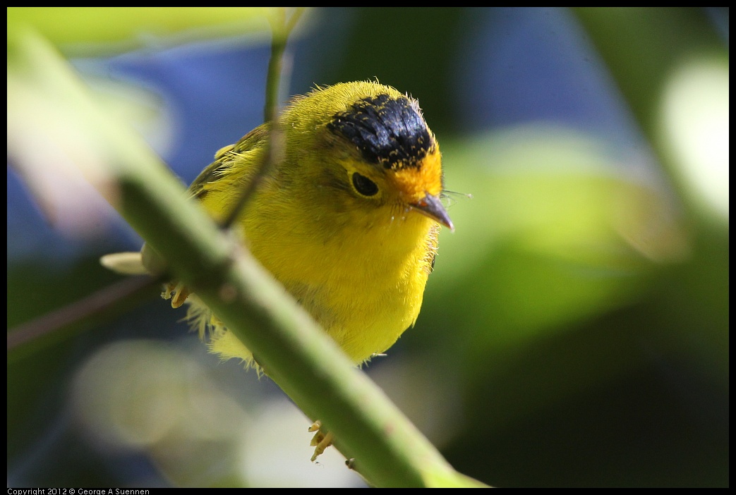 0710-083531-04.jpg - Wilson's Warbler