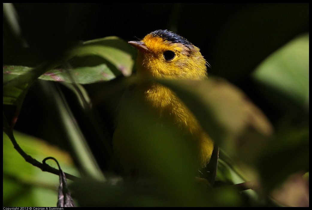 0710-083537-01.jpg - Wilson's Warbler