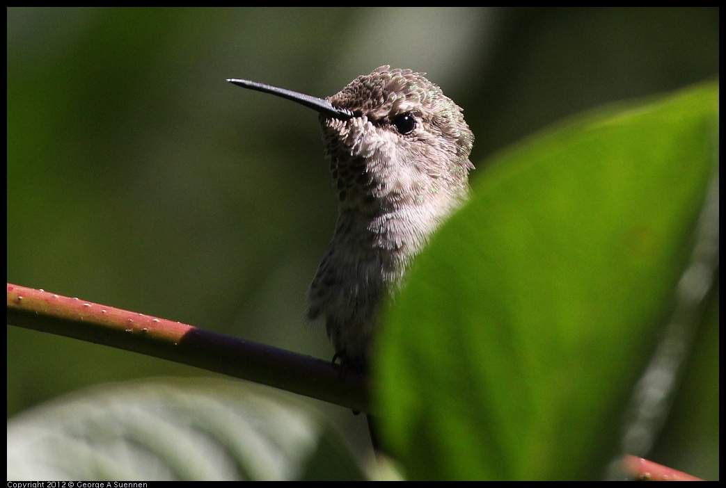 0710-083631-02.jpg - Anna's Hummingbird