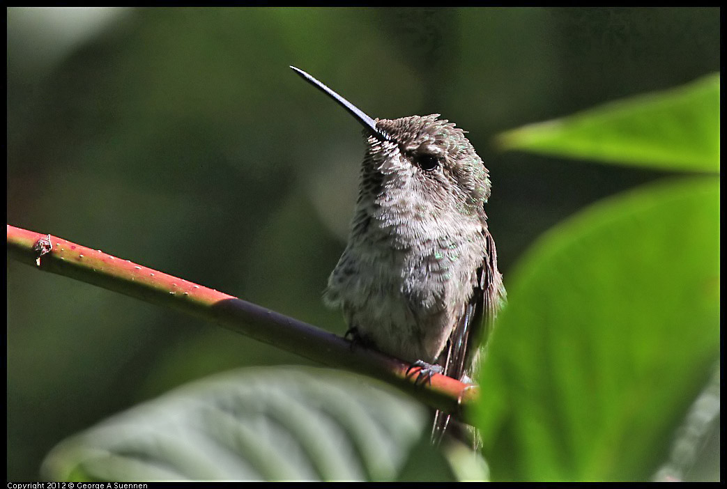 0710-083642-02.jpg - Anna's Hummingbird