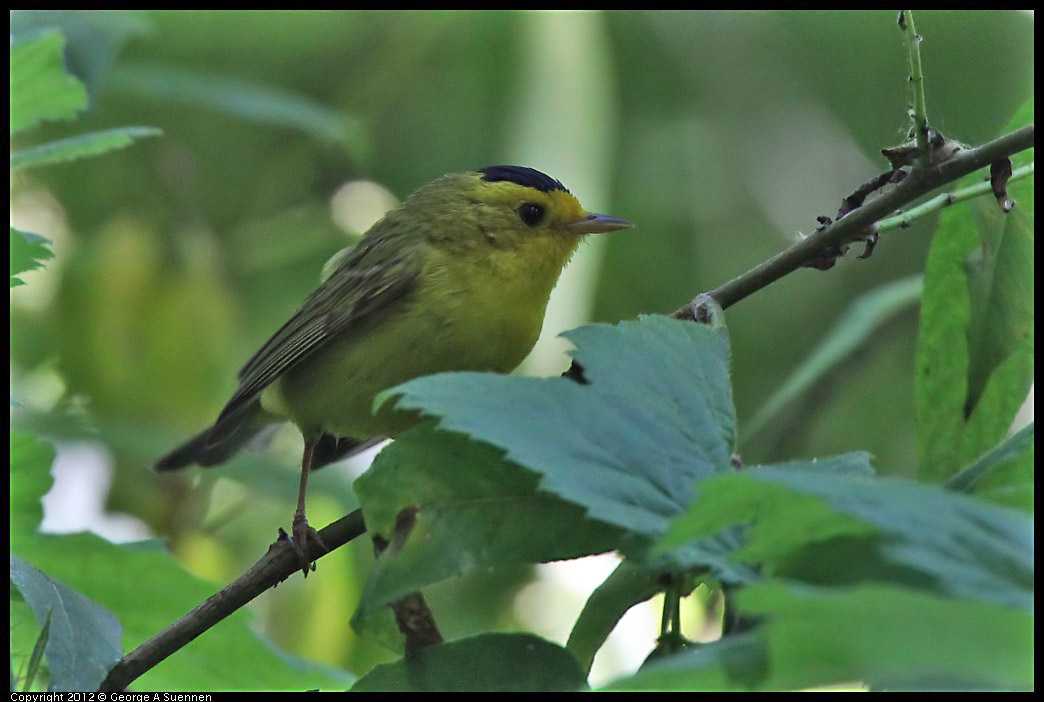 0710-084210-01.jpg - Wilson's Warbler