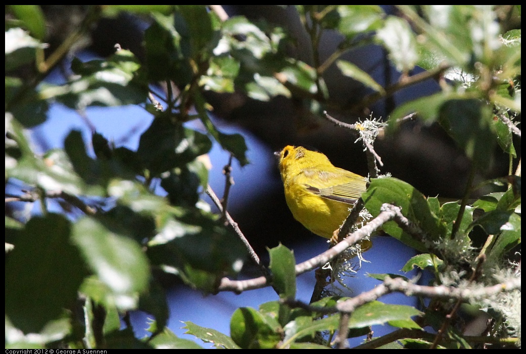 0710-084436-01.jpg - Wilson's Warbler