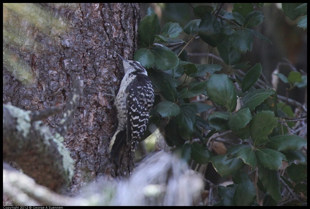 0710-091711-01.jpg - Nuttall's Woodpecker