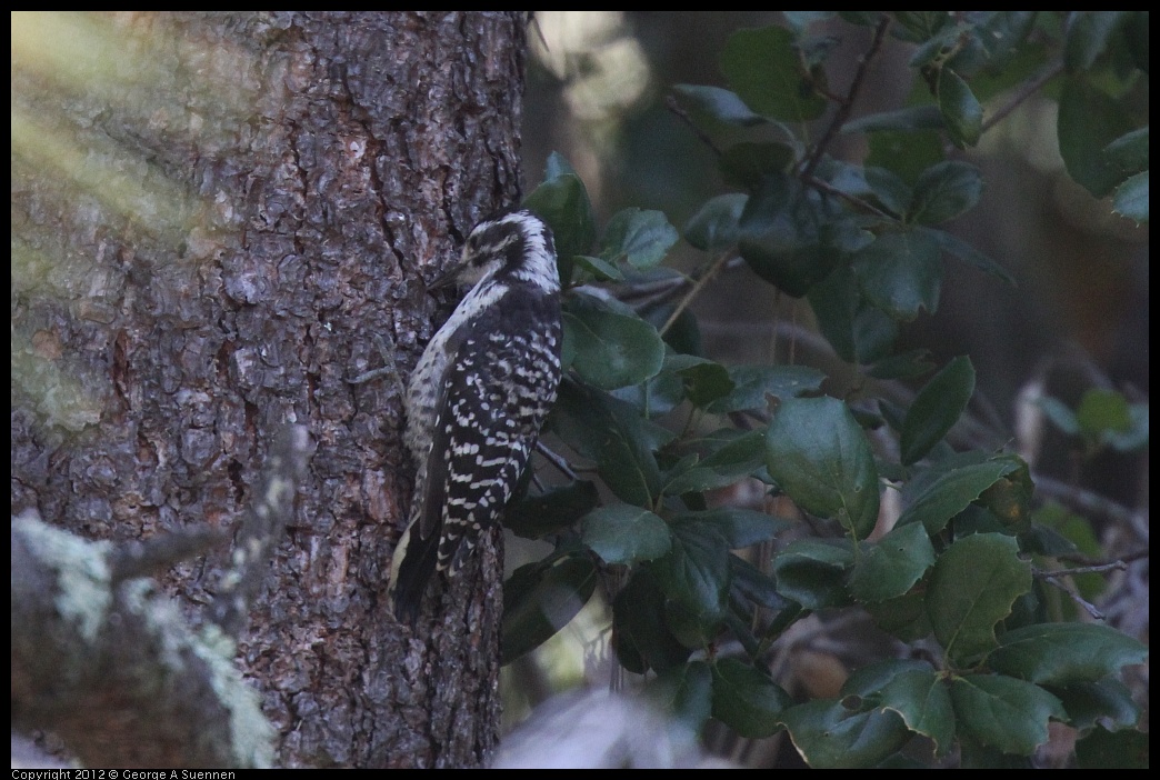 0710-091713-02.jpg - Nuttall's Woodpecker