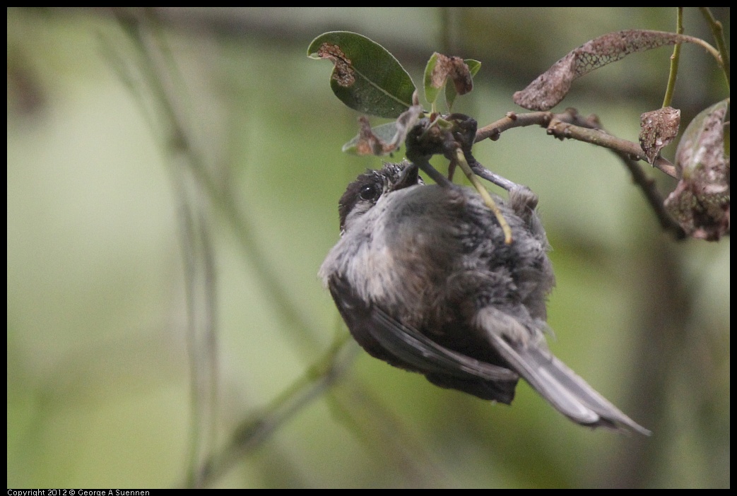 0715-155344-01.jpg - Chestnut-backed Chickadee