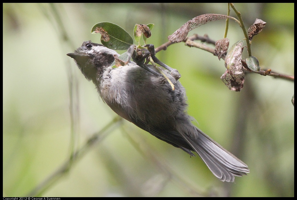 0715-155344-03.jpg - Chestnut-backed Chickadee