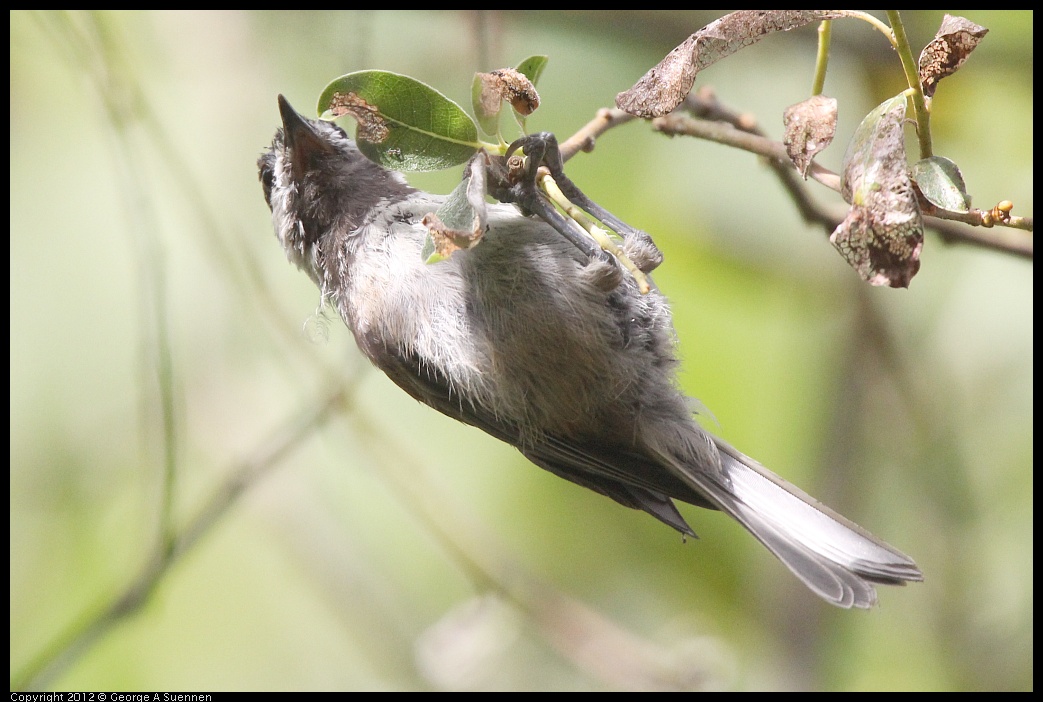 0715-155347-01.jpg - Chestnut-backed Chickadee