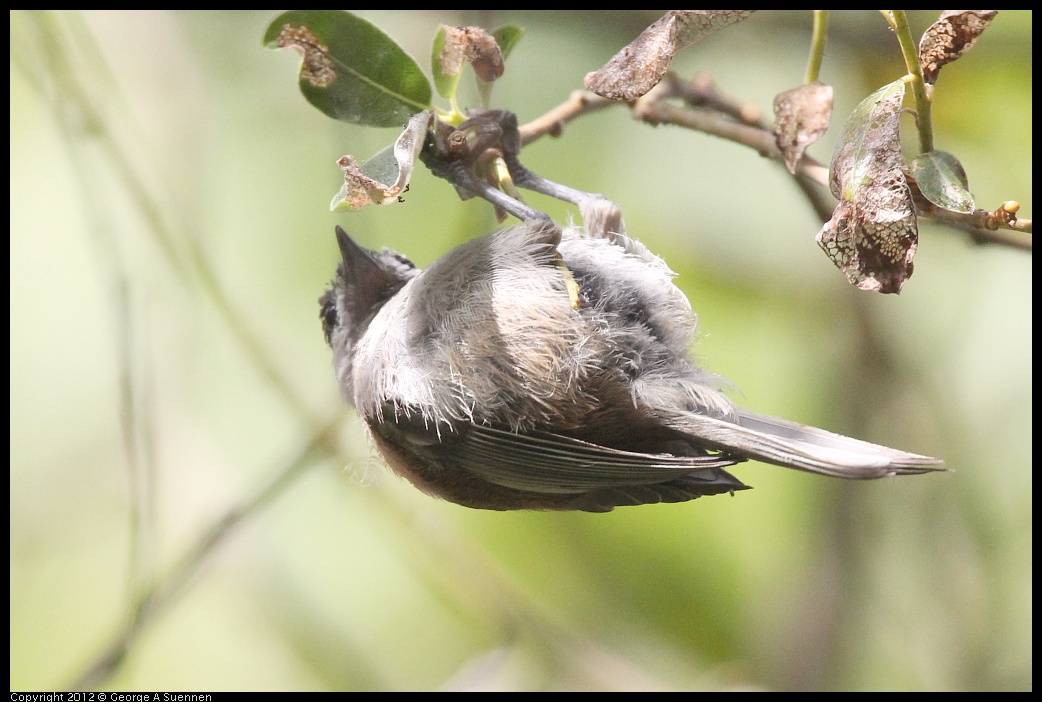 0715-155349-02.jpg - Chestnut-backed Chickadee