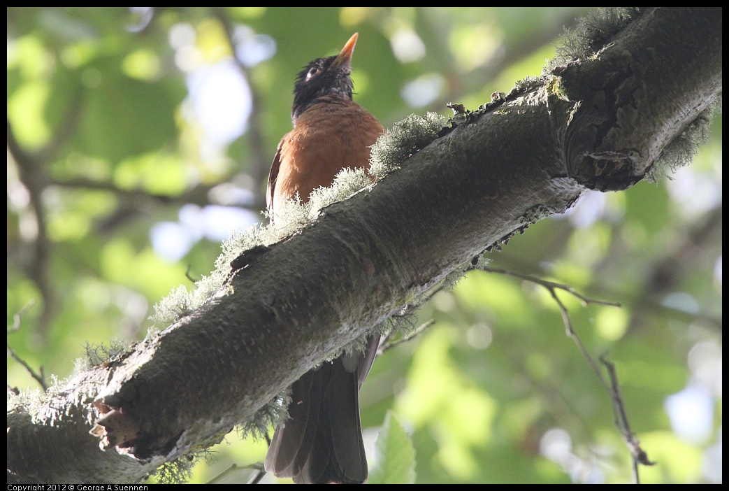 0715-155817-01.jpg - American Robin