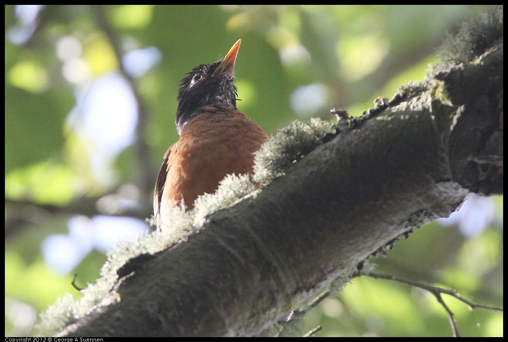 0715-155817-04.jpg - American Robin