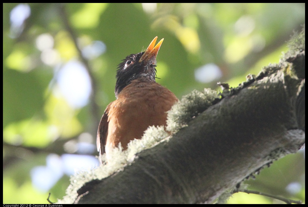 0715-155818-02.jpg - American Robin