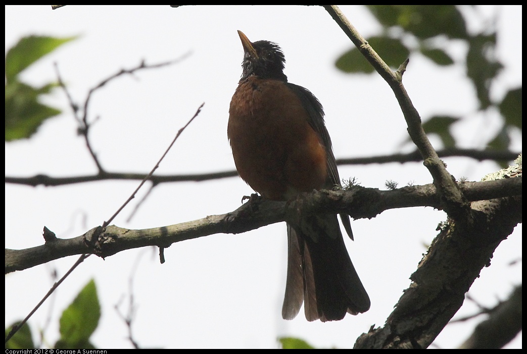 0715-160037-01.jpg - American Robin