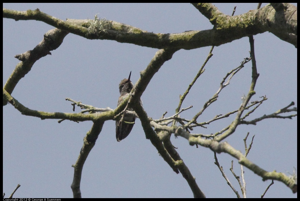 0715-160126-01.jpg - Anna's Hummingbird