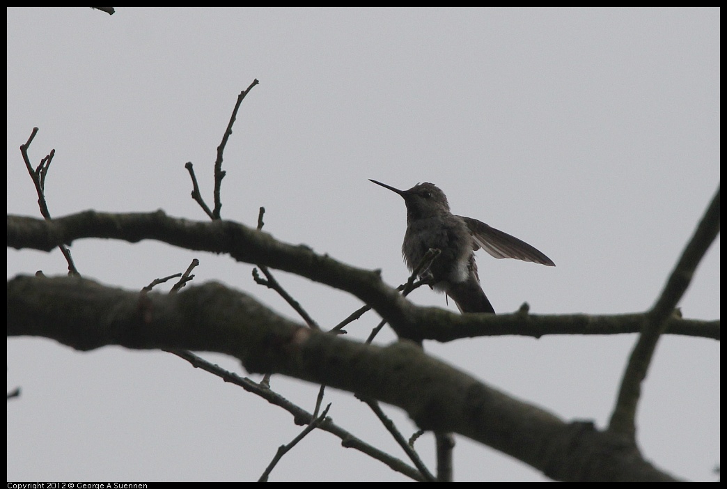 0715-161911-01.jpg - Anna's Hummingbird